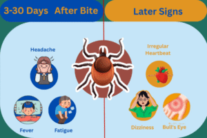 लाइम-रोग-के-खतरनाक-लक्षण-कारण-इलाज-ओर-बचाव-की-जानकारी
